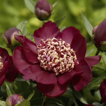 Paeonia Nippon Beauty