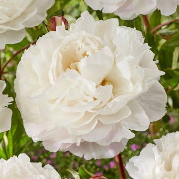 Paeonia Douchesse de Nemours