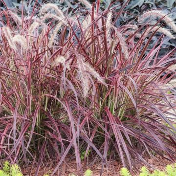 Pennisetum advena Fireworks