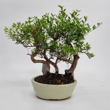Bonsai Suzygium forrest