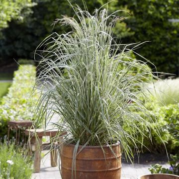 De Calamagrostis acutiflora Overdam