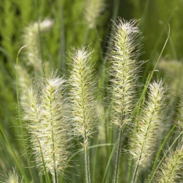 Pennisetum alopecuroides Little Bunny