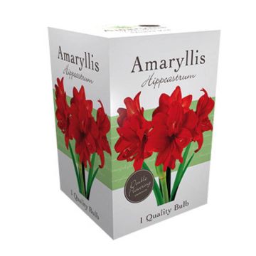 Amaryllis double Rood