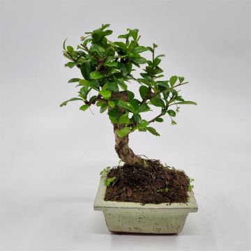Bonsai Carmona Bol 12 cm
