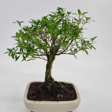 Bonsai Cerissa 20 cm broom