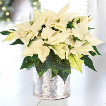 poinsettia_visi96145