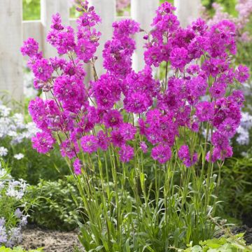 Lychnis viscaria frou-frou