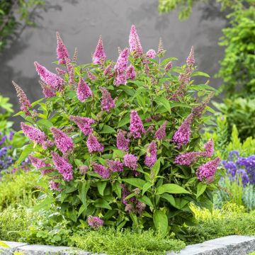 Buddleja davidii Butterfly candy little Pink