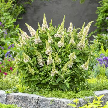 Buddleja davidii Butterfly candy little White v1