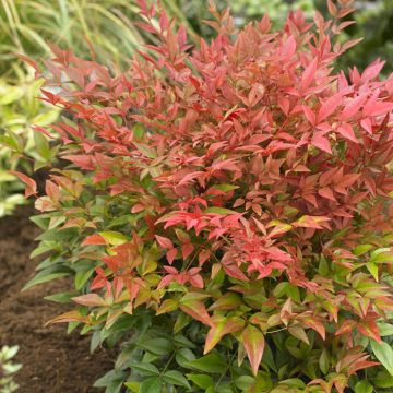 Nandina domestica Obsessed 17