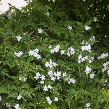 Jasminum officinale