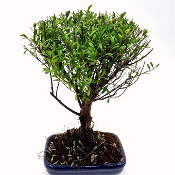 Bonsai Suzygium 20 cm broom
