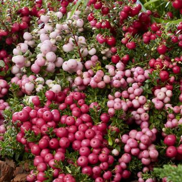 Gaultheria Pernettya Mix