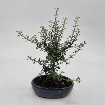 Bonsai Cotoneaster 15 cm