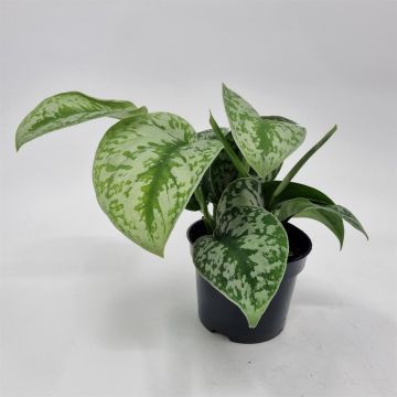 Scindapsus Pictus Trebie