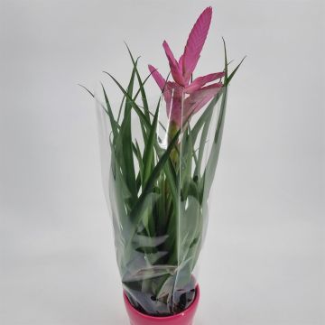 Bromelia Tillandsia Antonio