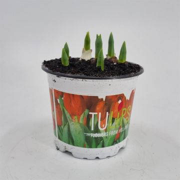 Tulip Red Baby 12 cm pot