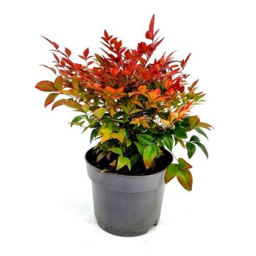 Nandina domestica 17 cm