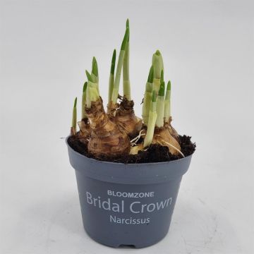 Narcissi Bridal Crown