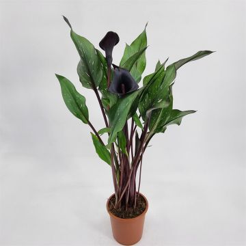 Zantedeschia Black