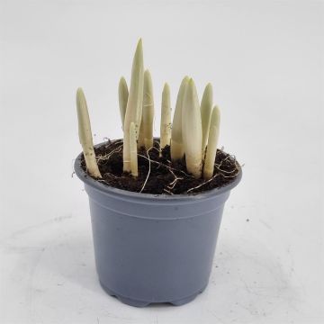 Crocus king of the Striped