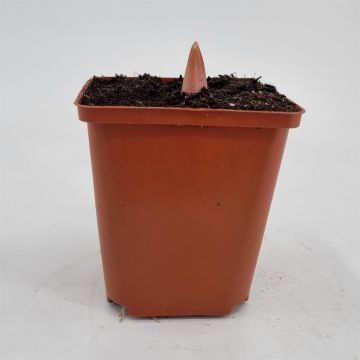 Allium Gladiator 11 cm pot