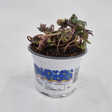 Anrmone Blanda Blue shade 9 cm pot