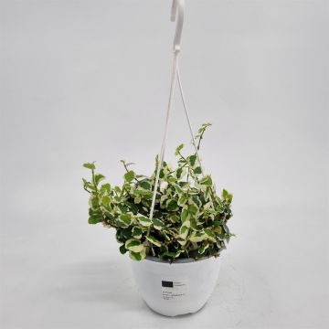 Ficus pumila White Sunny