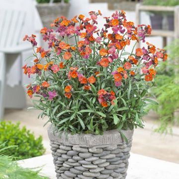 Erysimum Red Jep