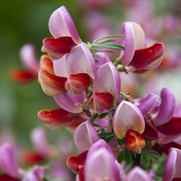 Cytisus Lena Rood 13 cm