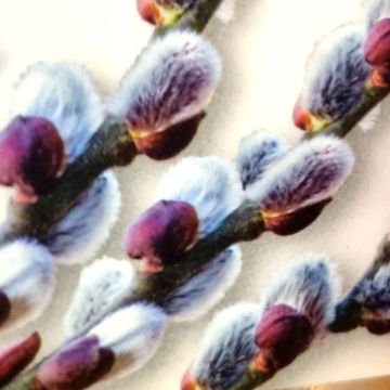 Salix Winter Glory