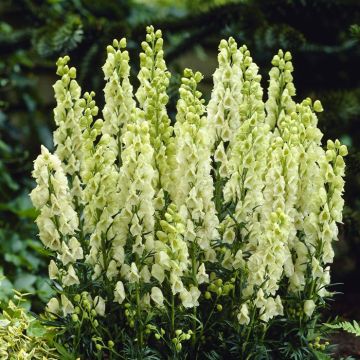 Aconitum napellus Album Bare root