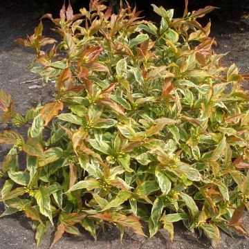 Diervilla rivularis Honey Surprise 9 cm pot