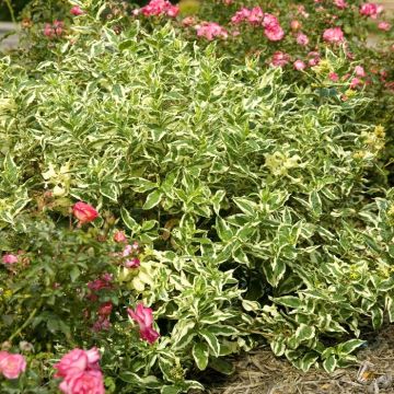 Diervilla Sessilifolia Cool Splash 9 cm pot