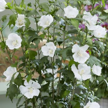 hisgaar Hibiscus Flower Tower White_Flower