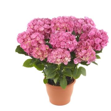 Boerenhortensia Hi Sweet Suger