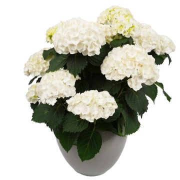 Boerenhortenia Hi Crystal Palace