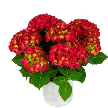 Boerenhortensia Hi Tornado