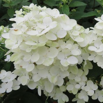Hydrangea paniculata Tickled Pink 12 cm pot Hydrangea paniculata Tickled Pink 12 cm pot