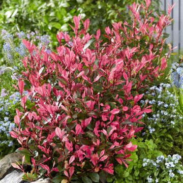 Photinia x fraseri Fenna 9 cm pot