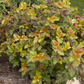 Physocarpus opulifolius Amber Jubilee 9 cm pot