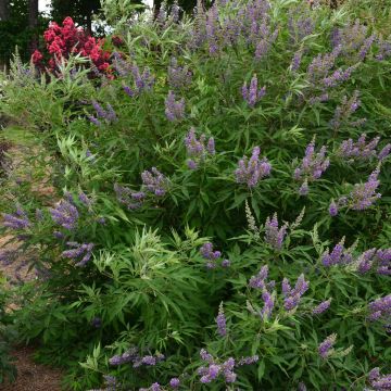 Vitex agnus-castus Delta Blues 9 cm pot