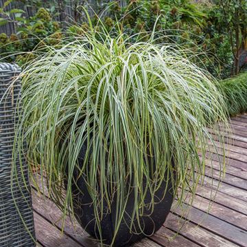 Carex Feather Falls 12cm pot