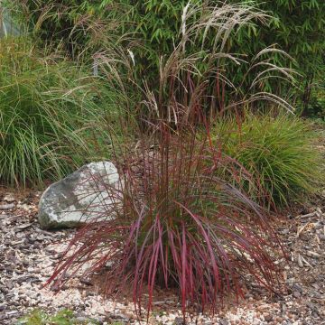 Miscanthus sinensis Ruby Cute 12 cm Pot