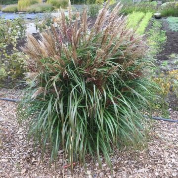 Miscanthus sinensis Volcano 12 cm Pot