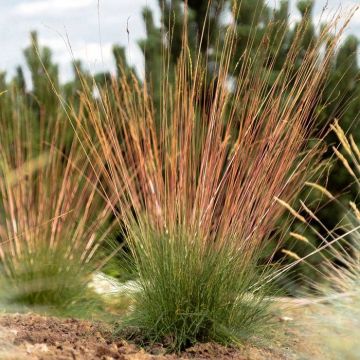 Festuca glauca Sunrise