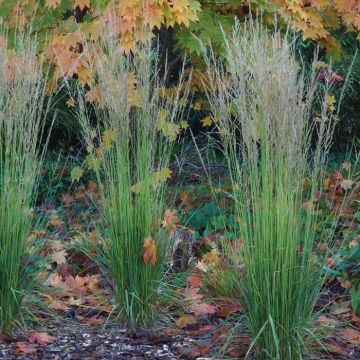 Molinia caerulea Torch