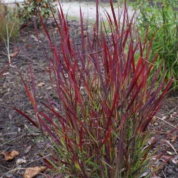 Panicum Virgatum Sangria