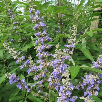 Vitex agnus-castus magical summertime Blues