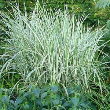 Miscanthus sinensis Rigoletto